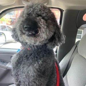 Meet your Posher, Tony